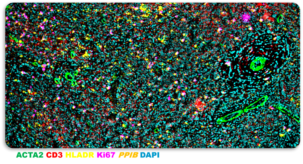 Protein/RNA co-detection