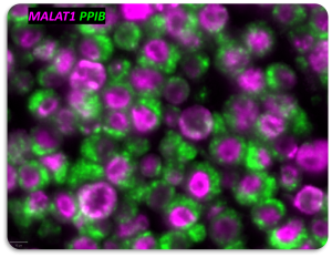 2-Plex RNA ISH using HCR