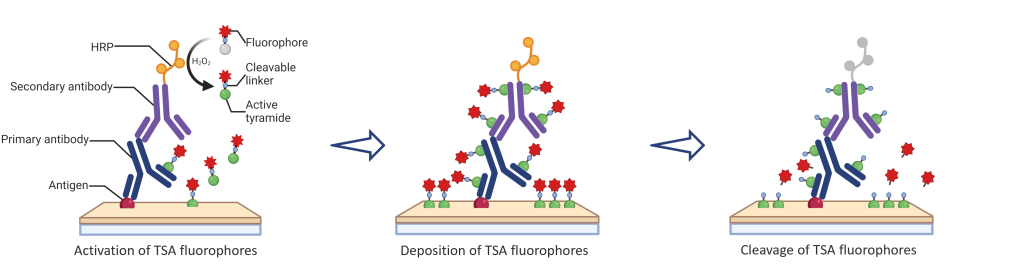 CFP Fluor: The cleavable TSA fluorophores